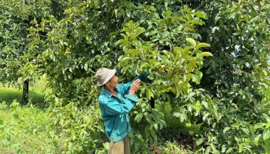 ĐỒNG NAI: Phát huy hiệu quả ngồn vốn tín dụng ưu đãi dành cho người chấp hành xong án phạt tù trên địa bàn phường Phước Long